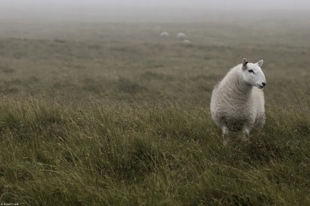 Poszter 30x20cm Bárány áll a fűben a ködben, Assaf Frank