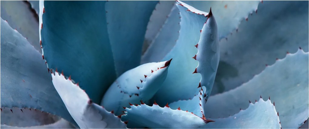Kép - Agave (120x50 cm)