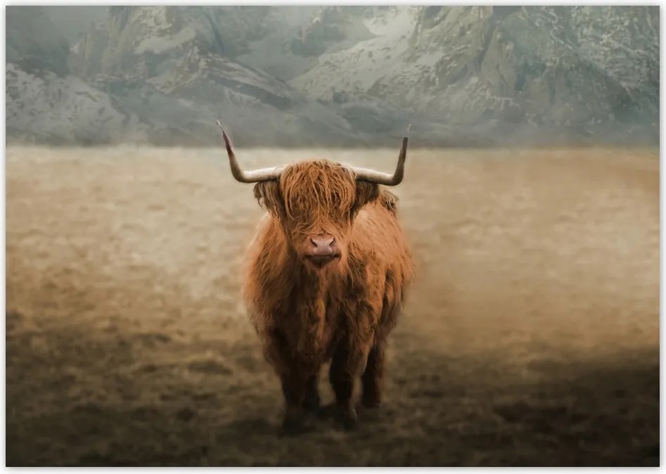 Fotótapéta flizelina 208x146 Skót tehén szarvasmarha