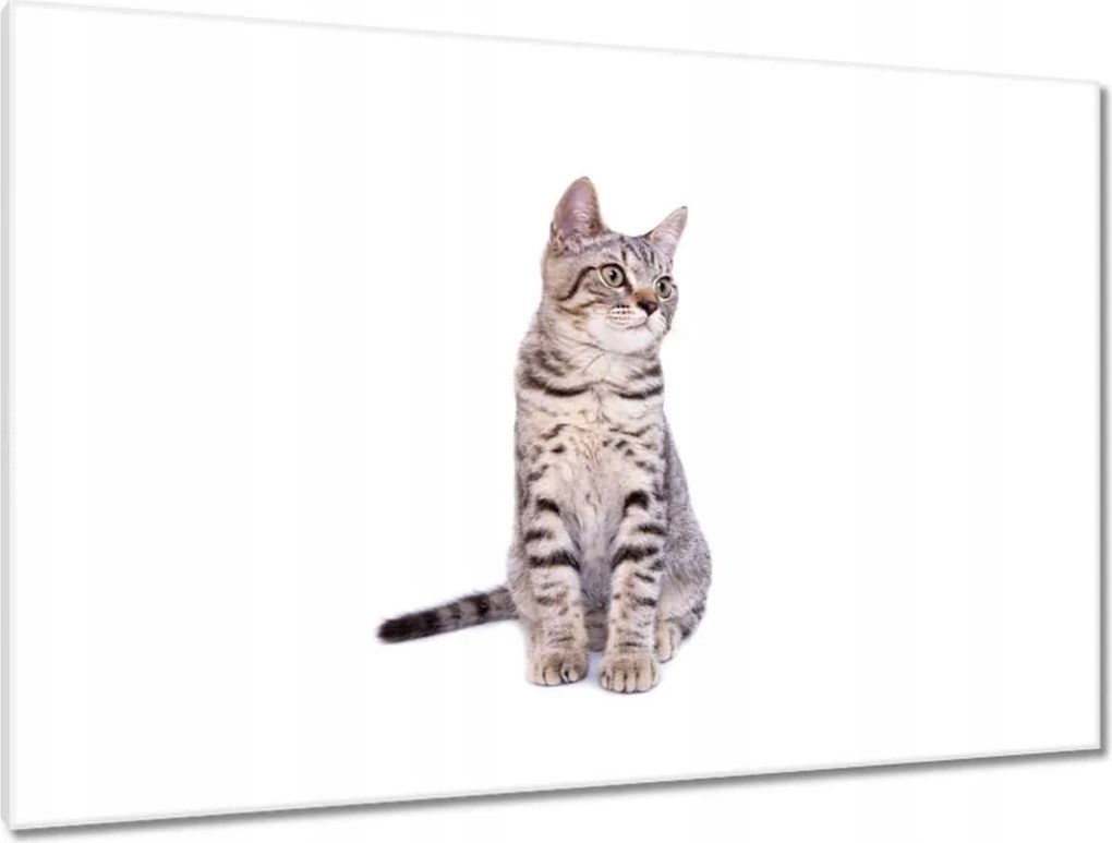 Képek 120x80 Cica Cicák Macskák