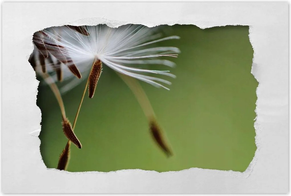 Poszterek 90x60 Pitypang Virág Virágok