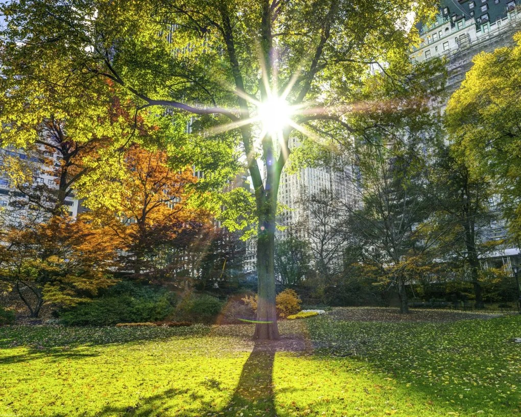 Poszter 50x40cm Napsugarak a fákon át a parkban, Assaf Frank