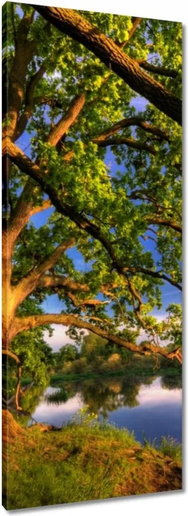 Vászonkép 40x100 Tölgy a croissant-ban Nyugat