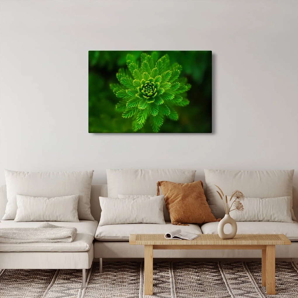 Tűlevelű képé (90x60 cm)