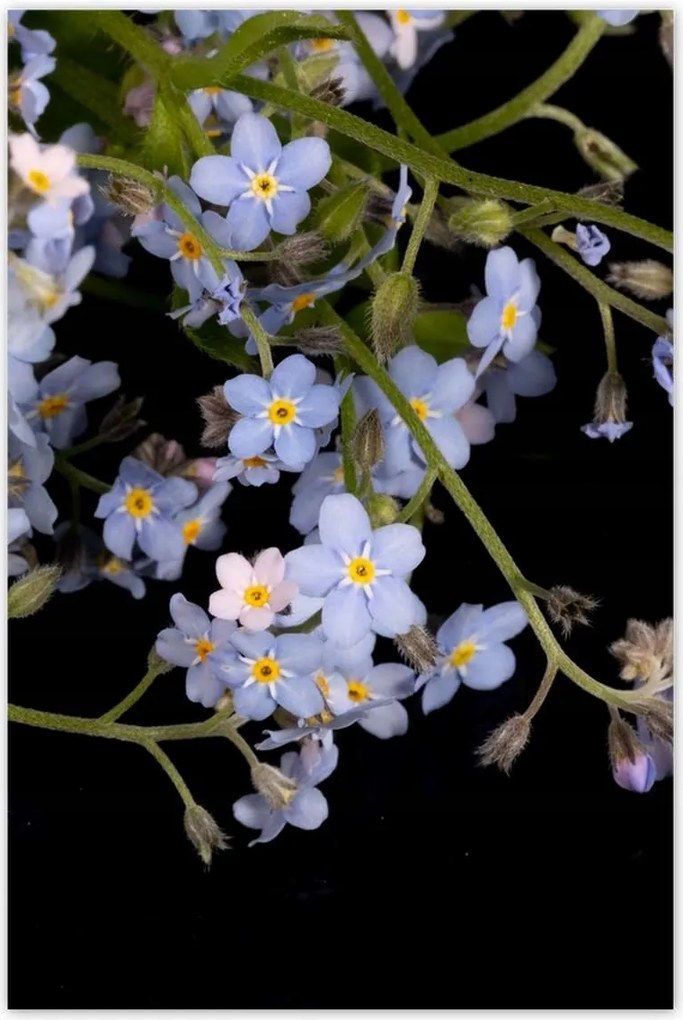 Poszterek 80x120 Virágok Nefelejcs