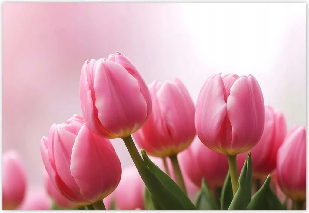 Fotótapéták 152x104 Rózsaszín tulipánok