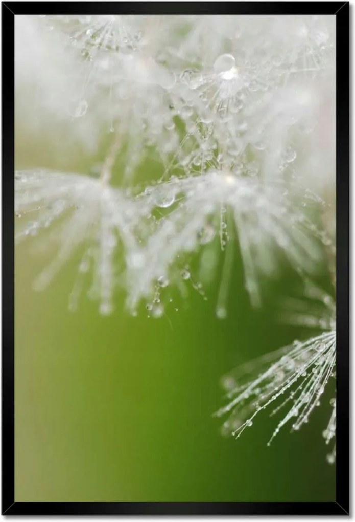 Poszterek keretben 40x60 Pitypang Virág Virágok