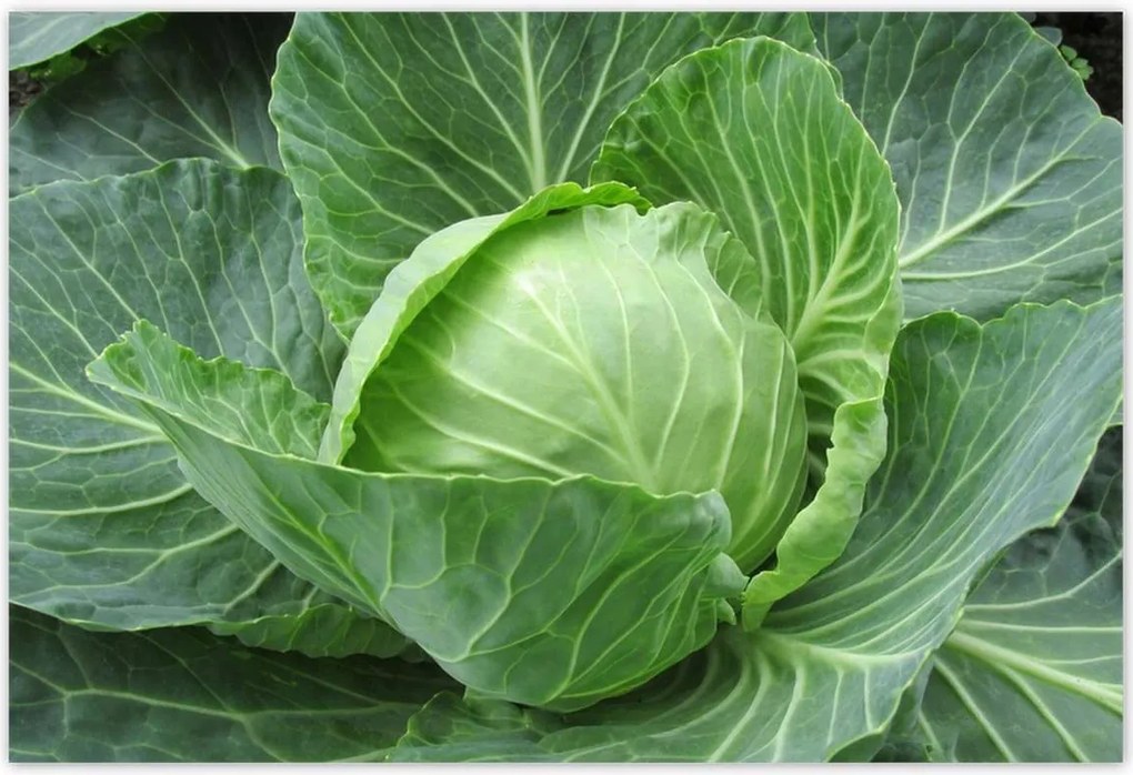 Poszterek 155x105 Fiatal káposzta