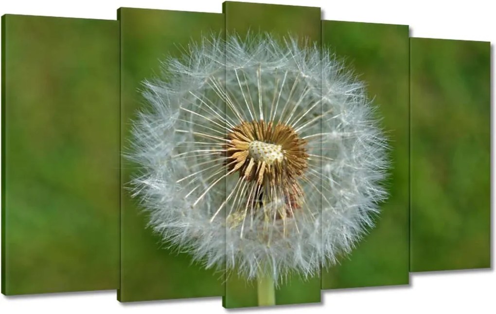 Vászonkép 100x60 Pitypang Virág Virágok