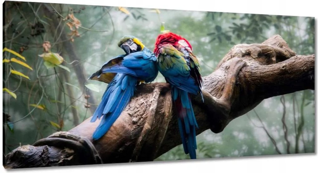 Vászonkép 115x55 Szerelmes papagájok