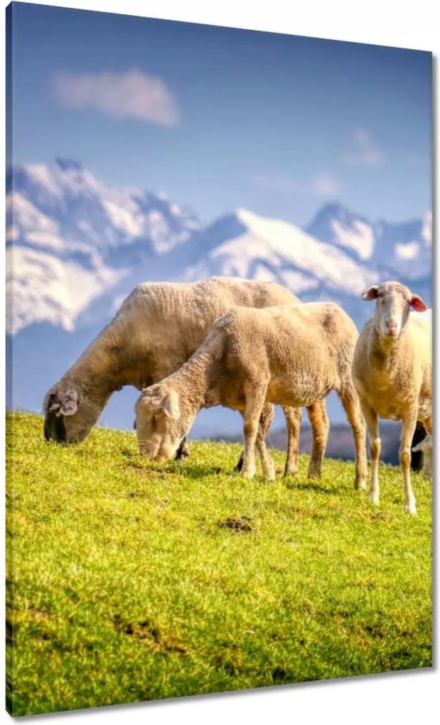 Vászonkép 70x100 Juh legeltetés Bárányok Juhok