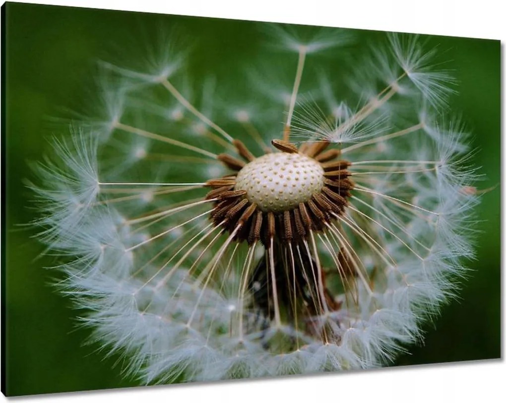 Vászonkép 100x70 Pitypang Virág Virágok