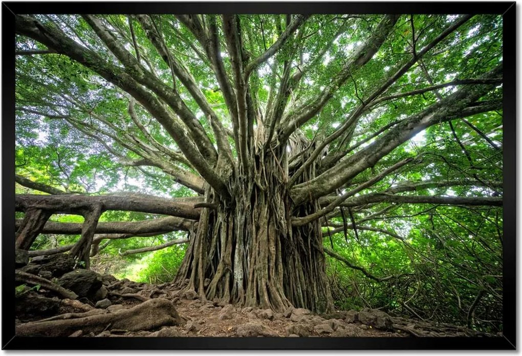 Poszterek keretben 60x40 Fa Kilátás