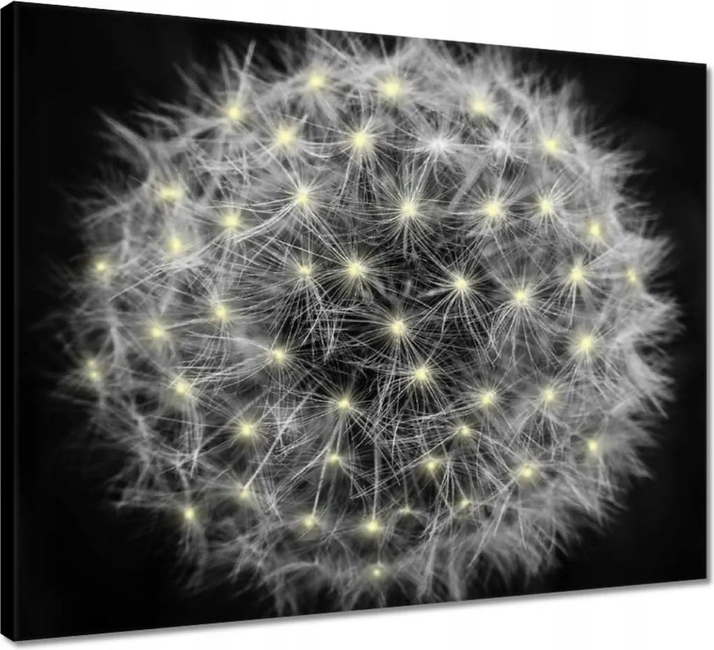 Vászonkép 50x40 Pitypang Virág Virágok