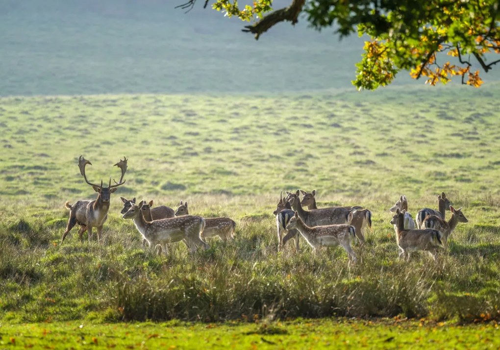 Poszter 100x70cm Csorda, Assaf Frank