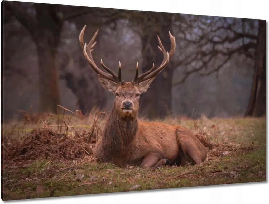 Vászonkép 120x80 Szarvas felszarvazott