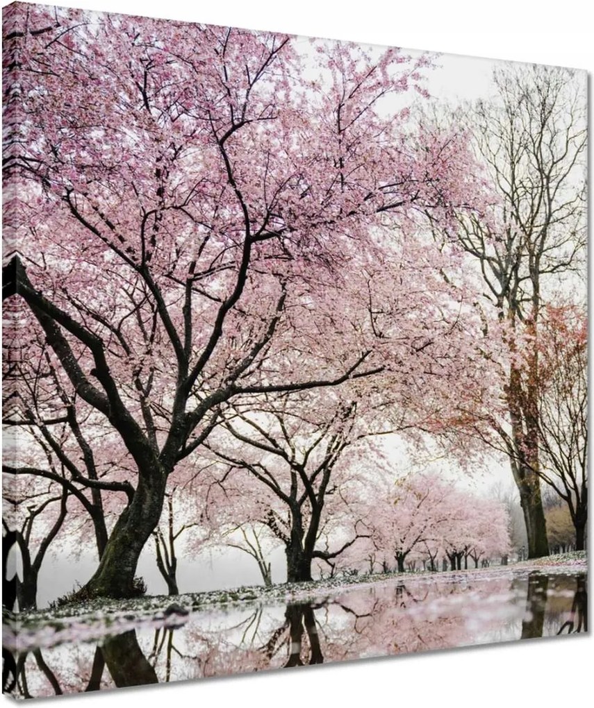 Vászonkép 40x40 Fa Fák Kilátás