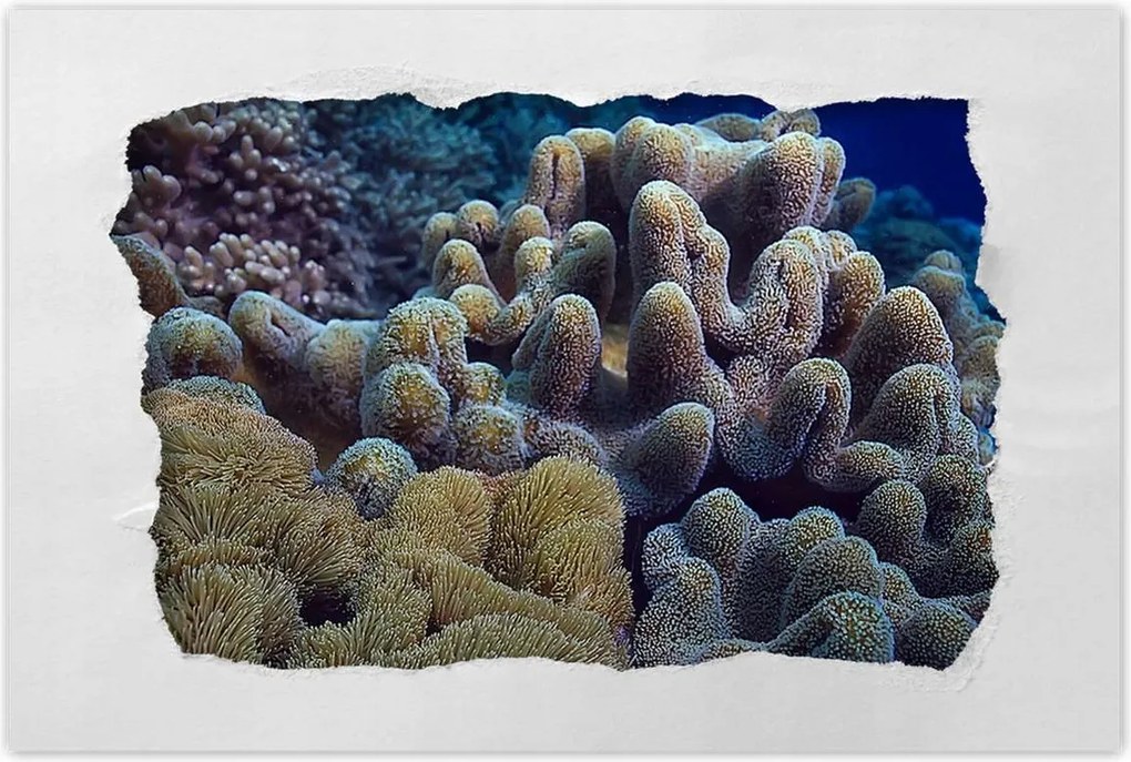 Poszterek 120x80 Sárga korallzátony