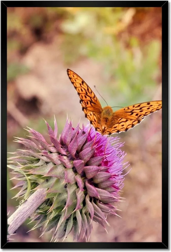 Poszterek keretben 40x60 Pillangó