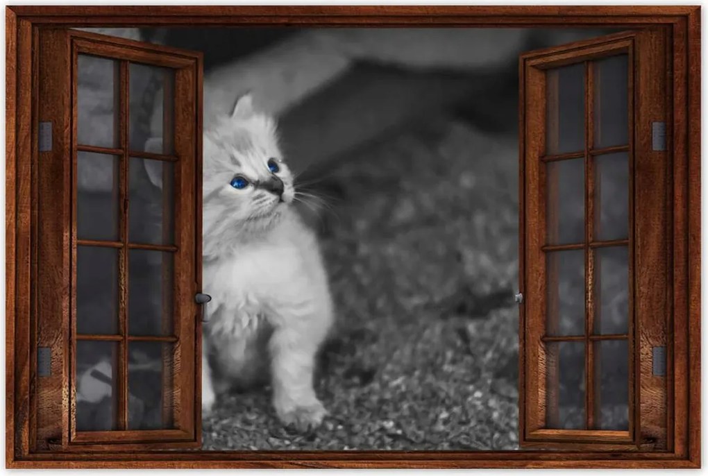 Poszterek 60x40 Szimpatikus cica macskák