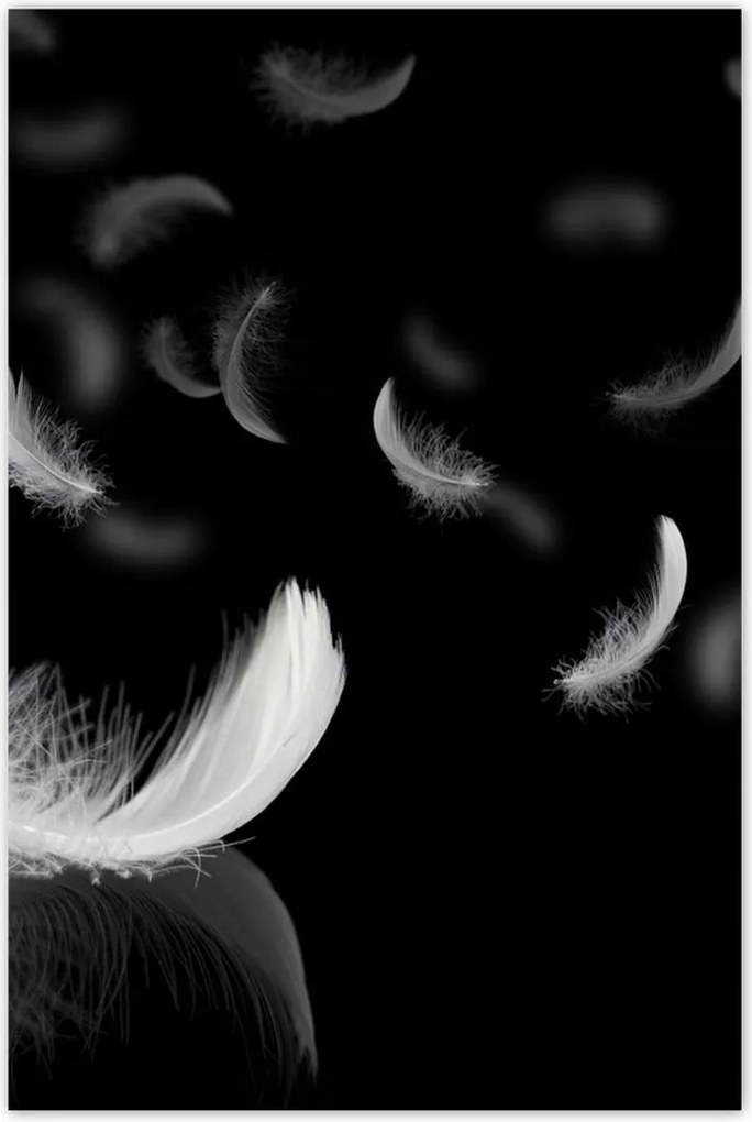 Fotótapéták 122x184 Hulló fehér tollak