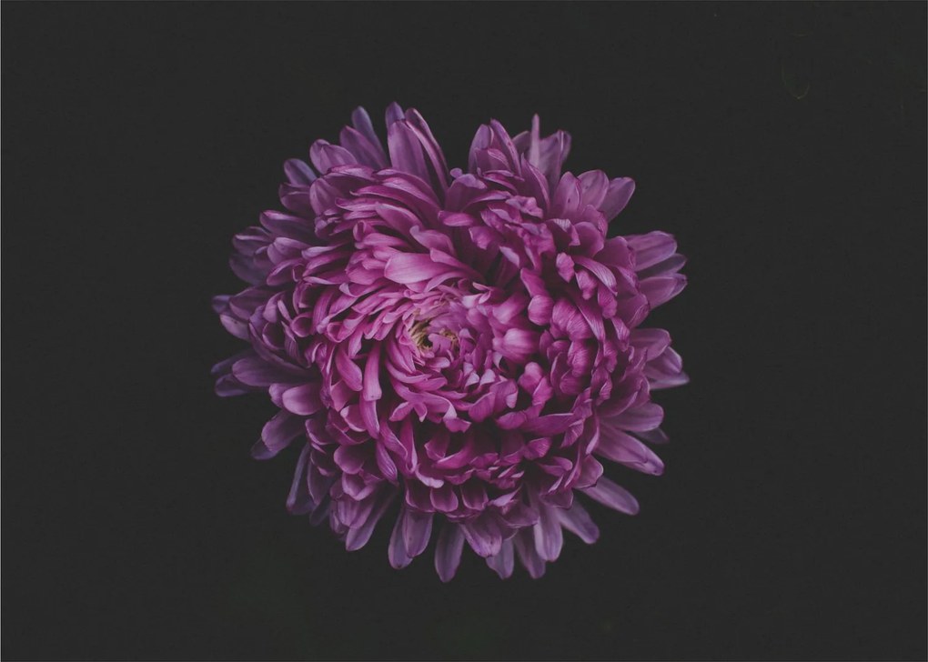 Lila virág képe (70x50 cm)