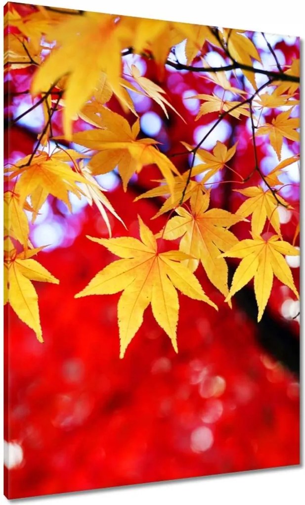 Vászonkép 70x100 Sárga őszi levél