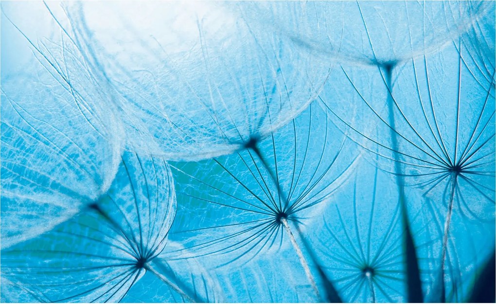 Pitypang fotótapéta finom kék és nyugalom háttér 200x140 +ragasztó