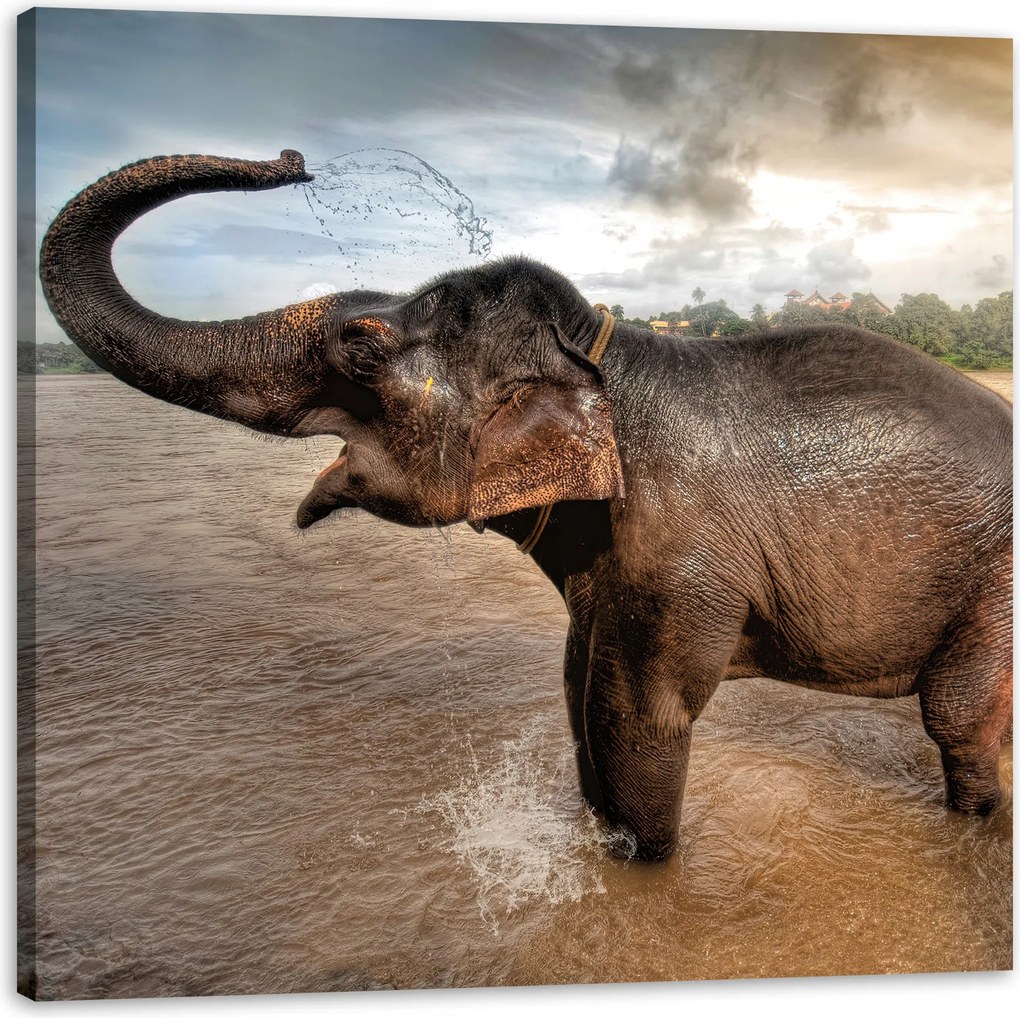 Vászonkép Elefánt Víz Felhők Természet Fürdő 60X60 cm