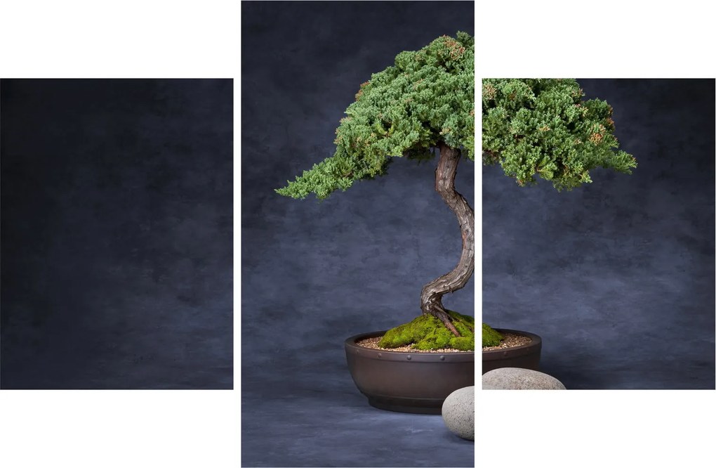 Kép - Bonsai (90x60 cm)