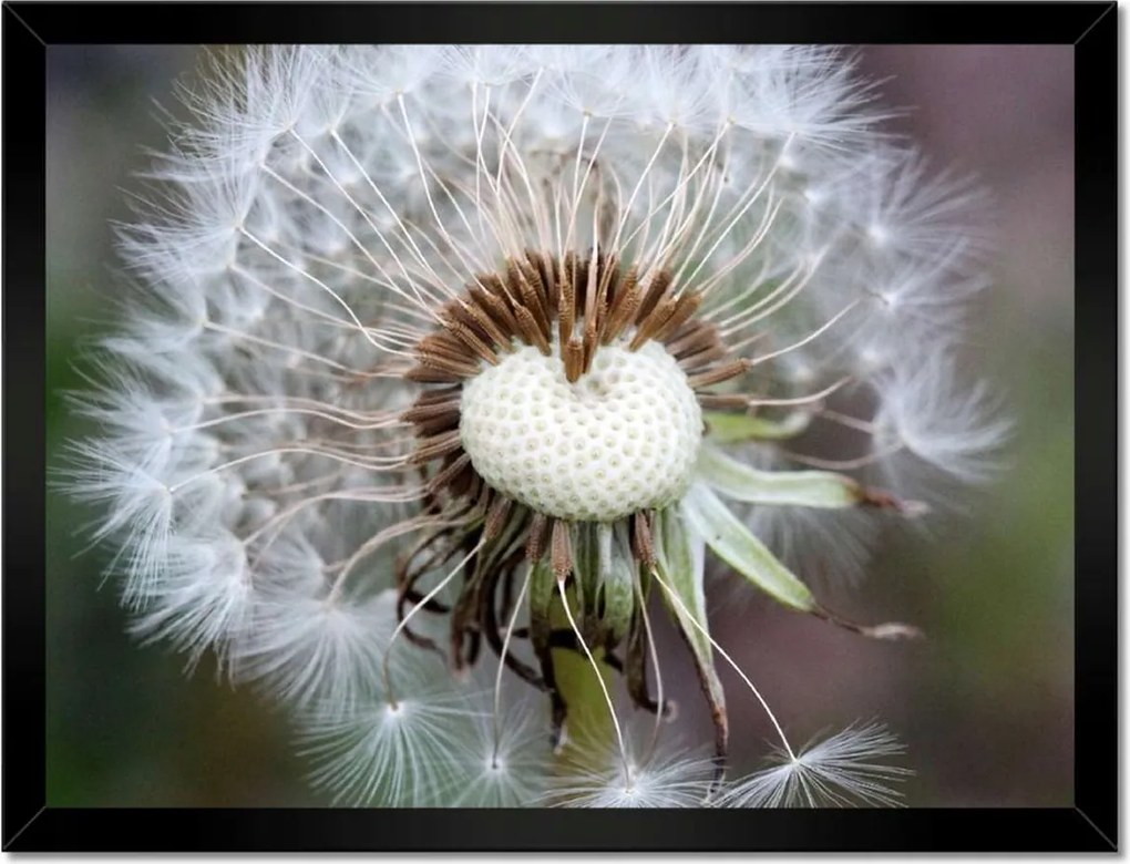 Poszterek keretben 40x30 Pitypang Virág Virágok