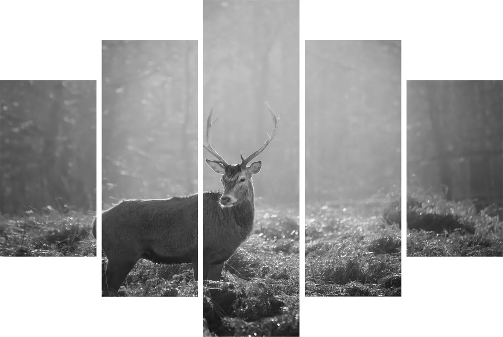 Kép - Szarvas az erdőben, fekete-fehér (150x105 cm)