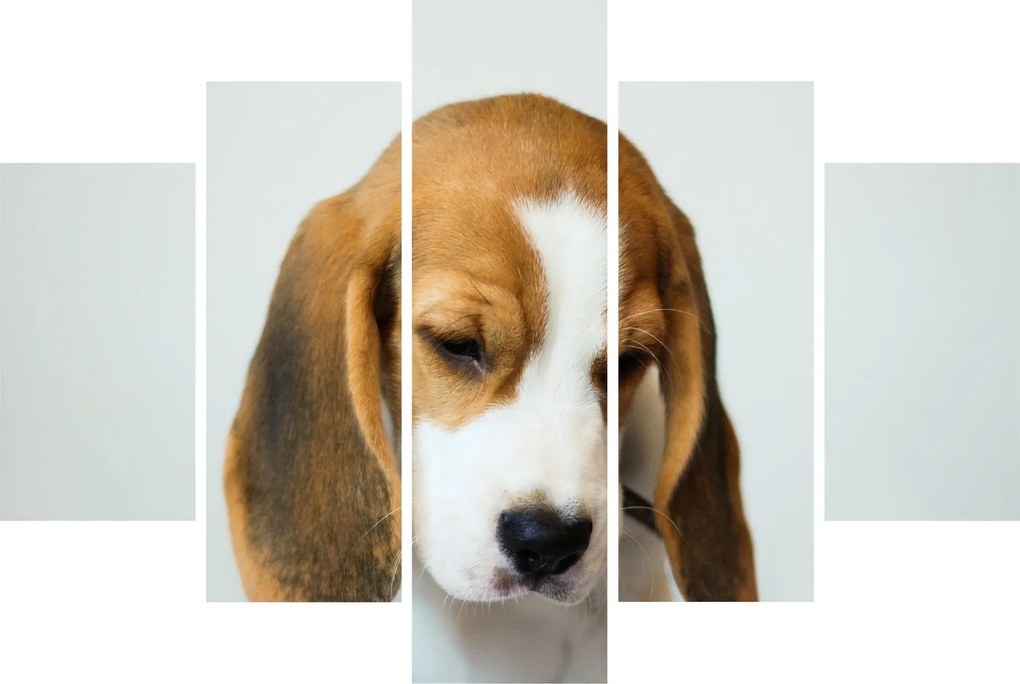 Beagle képe (150x105 cm)