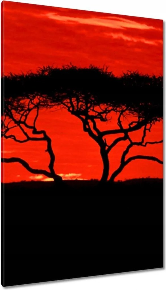 Festmények 80x120 Akác Afrikában