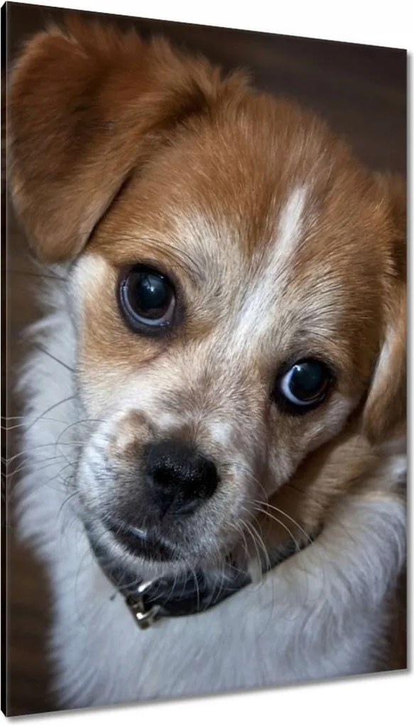 Vászonkép 80x120 Kutya