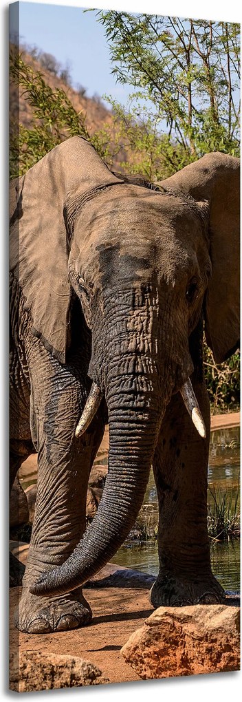 Vászonkép Elefánt Afrika Víz Sár Nap 40x120 cm Ideális ajándék