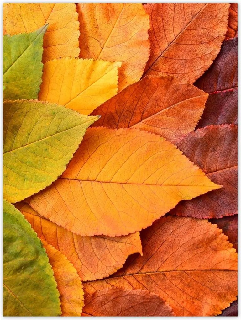 Poszterek 30x40 Őszi színes levelek Levelek az ősz színeiben