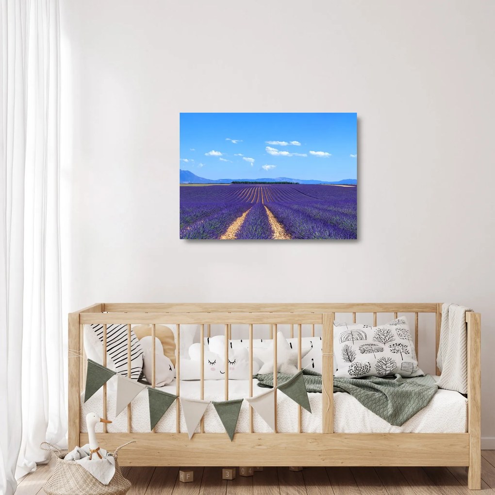 Üveg kép - Levendula mező (70x50 cm)