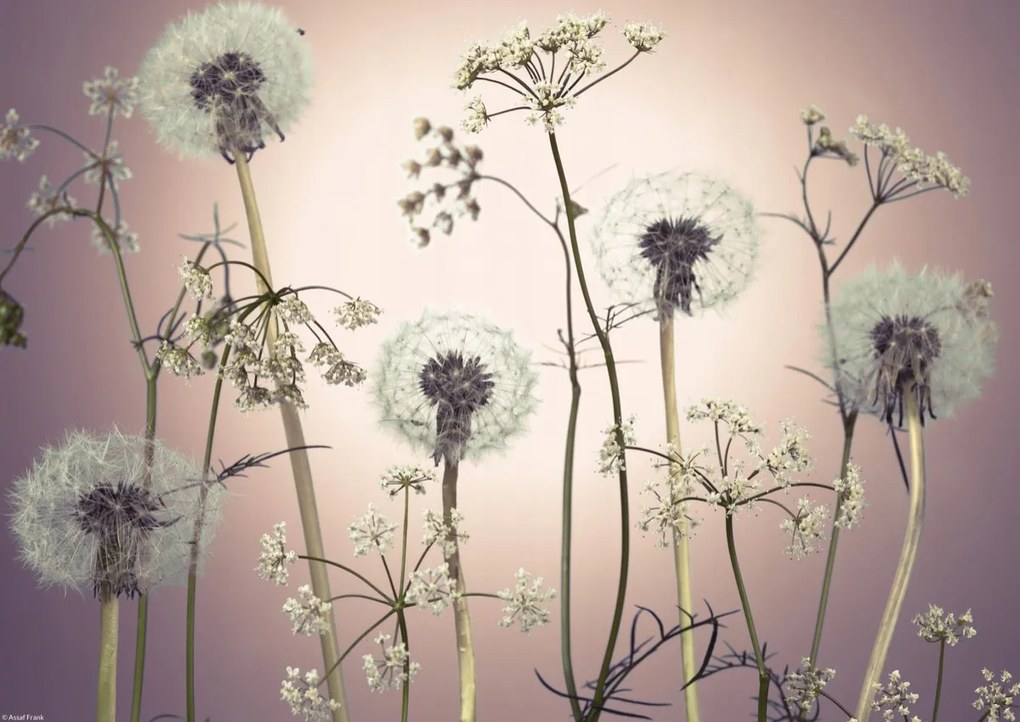 Poszter 42x29,7cm Réti virágok 3, Assaf Frank