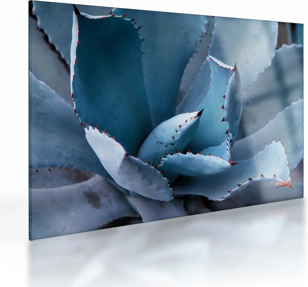 Üveg kép - Agave (70x50 cm)