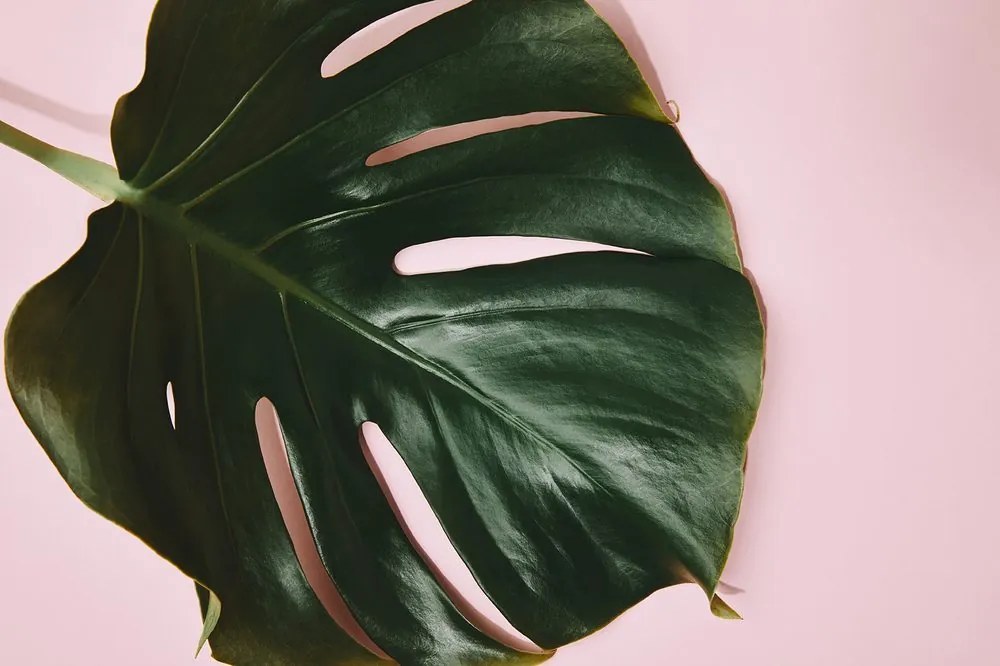 Fotótapéta monstera levél