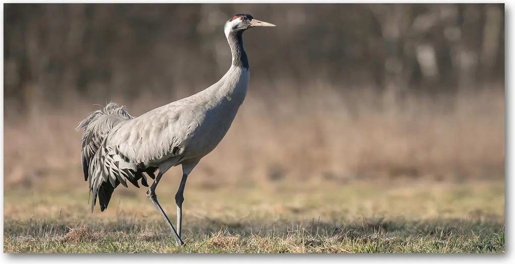 Fotó-kép fotó edzett üveg 140x70