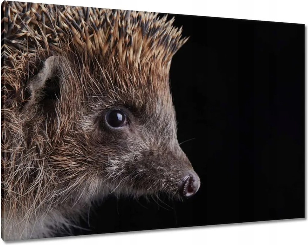 Vászonkép 100x70 Sündisznó fekete alapon