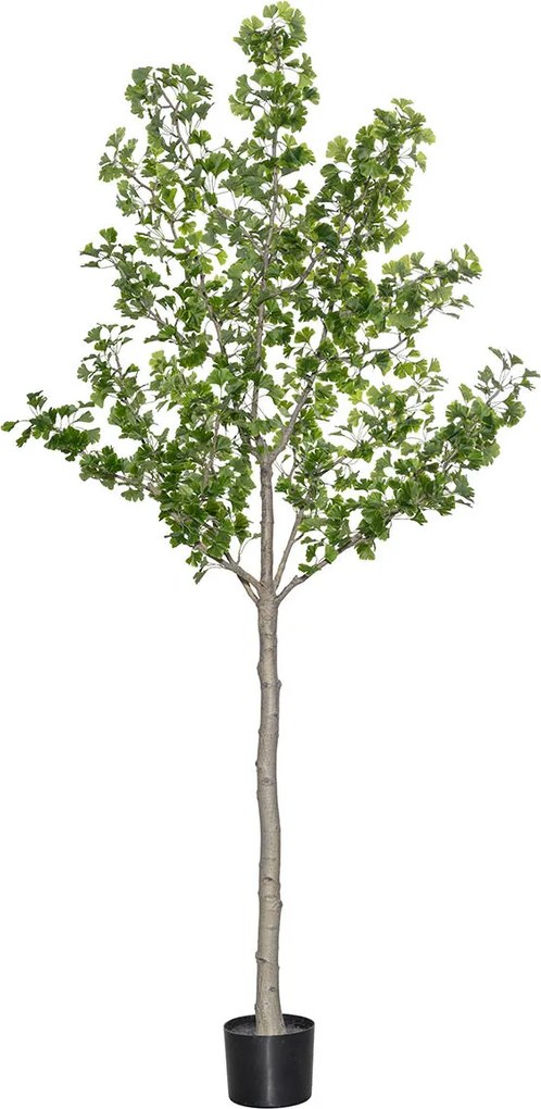 Pottery Pots Realisztikus mesterséges ginkgo biloba fa, többféle méretben - PotteryPots méret: XL - ø 50 cm | m. 270 cm