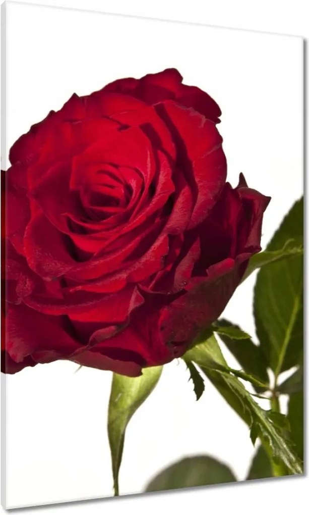 Vászonkép 70x100 Vörös rózsa