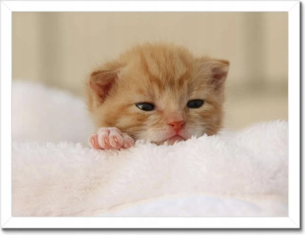 Poszterek keretben 40x30 Kedves cica