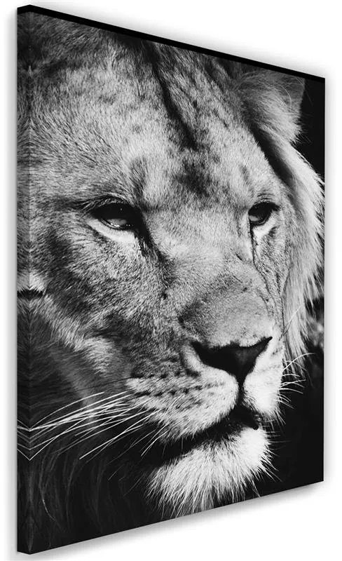Gario Vászonkép Fekete-fehér oroszlán Méret: 60 x 90 cm