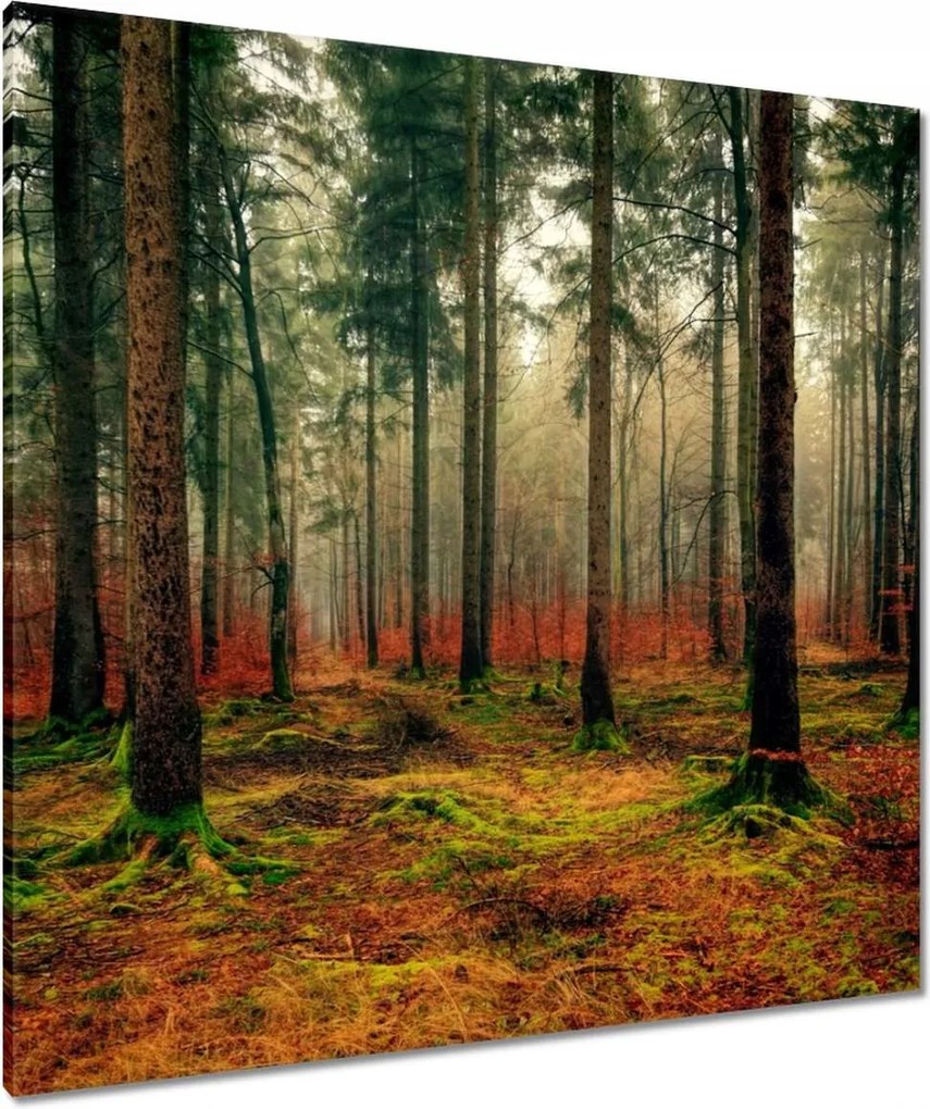 Vászonkép 90x90 Erdő Tájkép