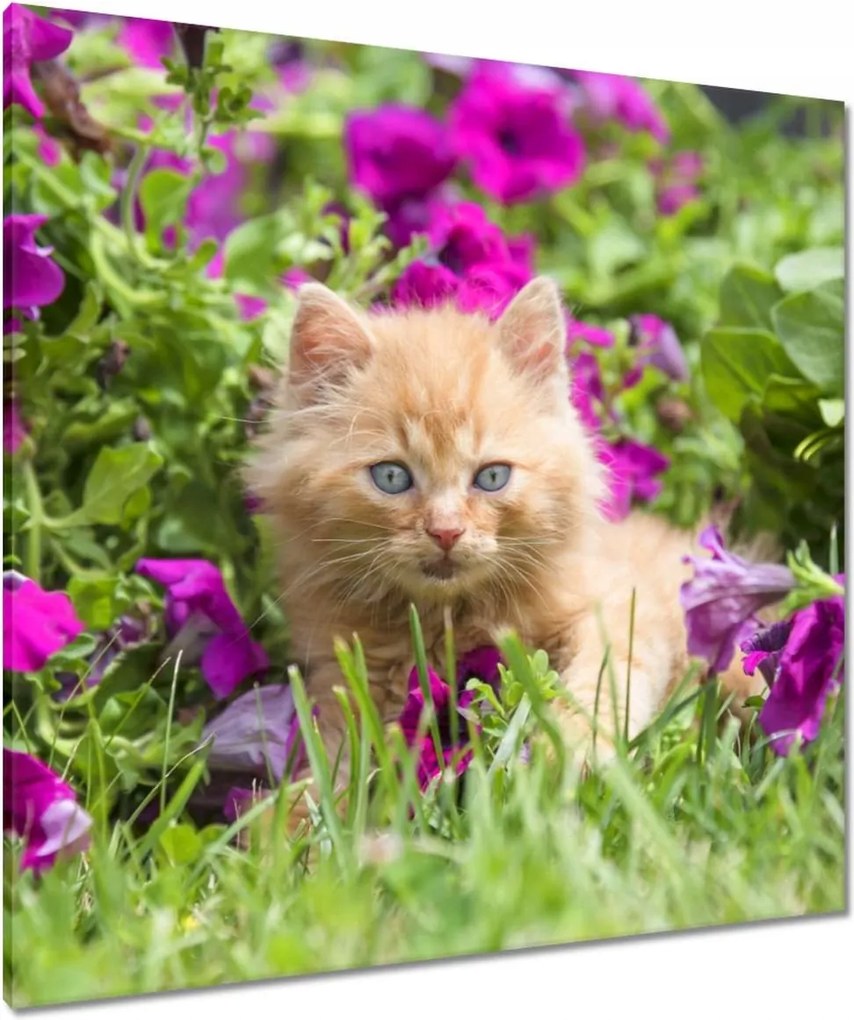 Vászonkép 90x90 Cica Cicák Macskák