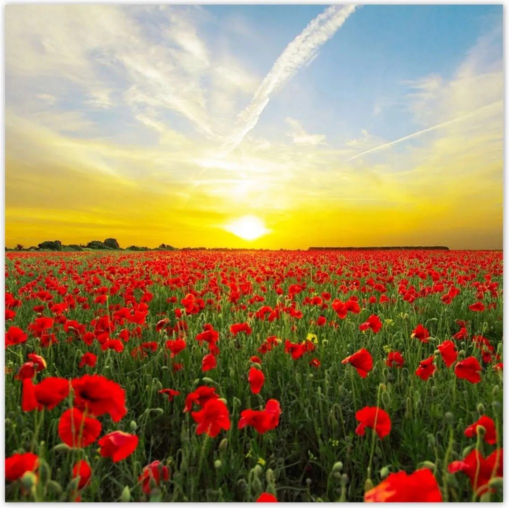 Poszterek 100x100 Pipacsmező nyugattal